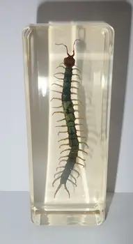 Mare Roșu Condus Centiped în Amber Clar Bloc Educație Insecta