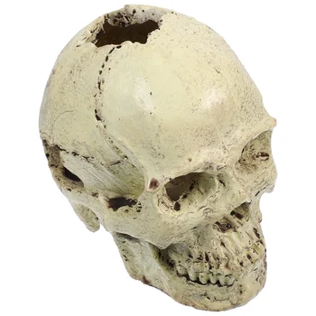 Rășină Artificială Craniu Uman Modelul Simulat Craniu Uman Model De Instrument De Predare